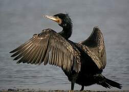 Great Cormorant