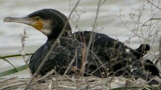 Great Cormorant