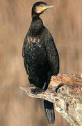 Great Cormorant