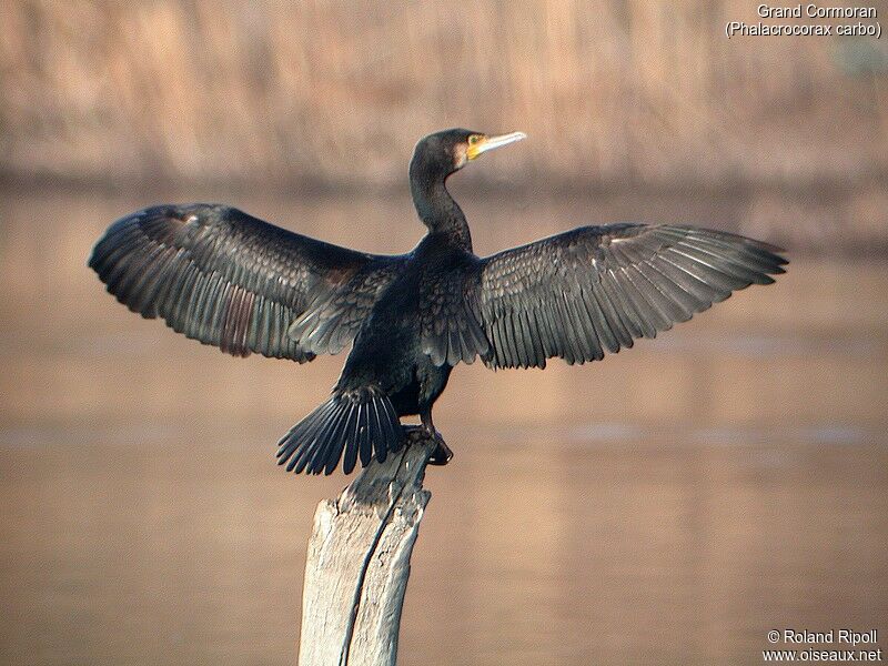 Great Cormorant