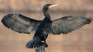 Great Cormorant