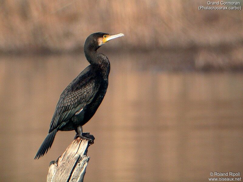 Great Cormorant