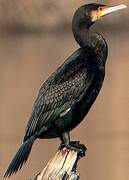 Great Cormorant