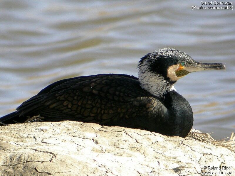 Great Cormorant