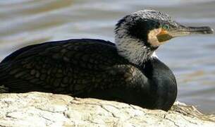 Great Cormorant