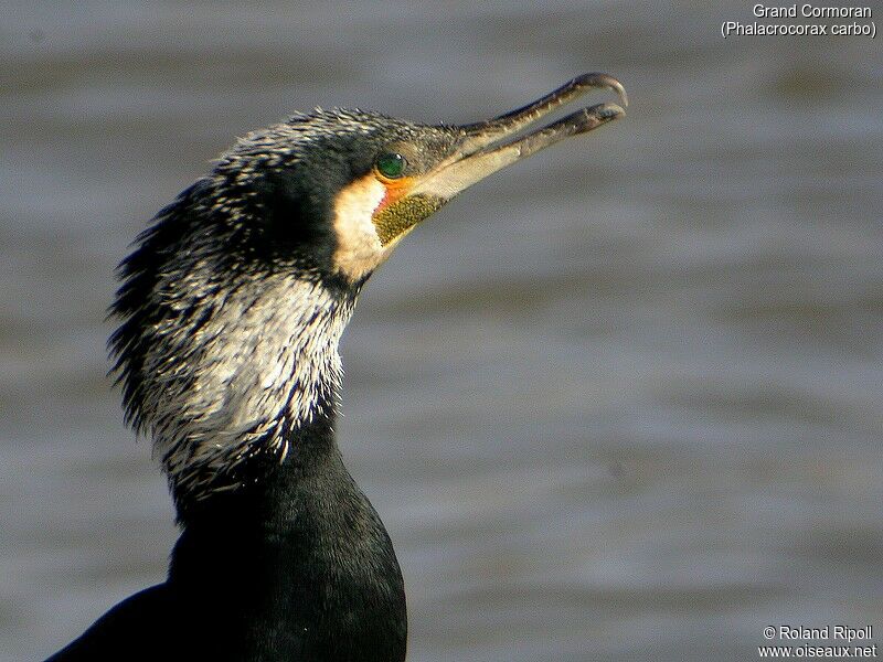 Great Cormorant