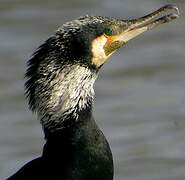 Great Cormorant