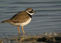 Common Ringed Plover