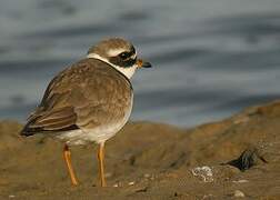 Common Ringed Plover