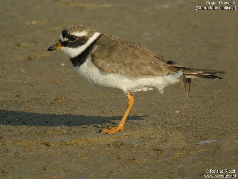 Common Ringed Ploveradult