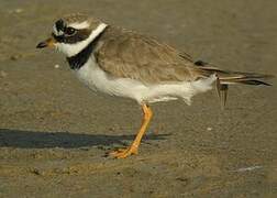 Common Ringed Plover