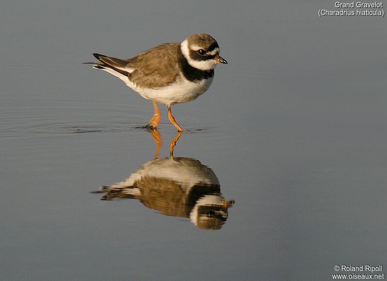 Common Ringed Ploveradult post breeding