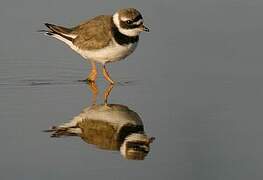 Common Ringed Plover