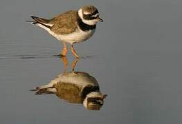 Common Ringed Plover