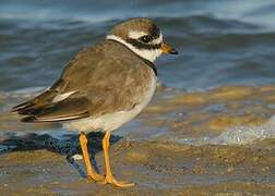 Common Ringed Plover