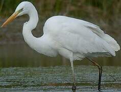 Grande Aigrette