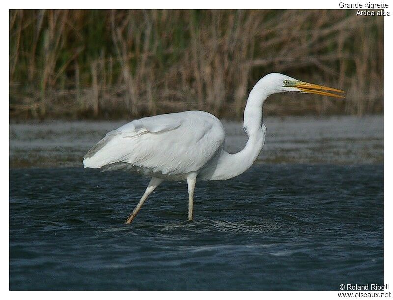 Great Egretadult