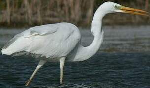 Grande Aigrette