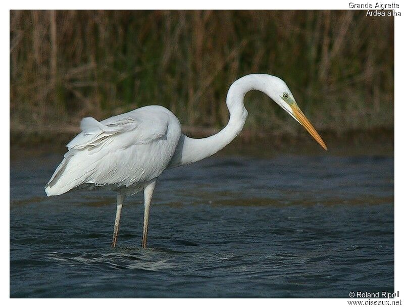 Great Egretadult