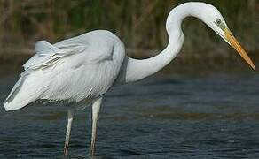 Grande Aigrette