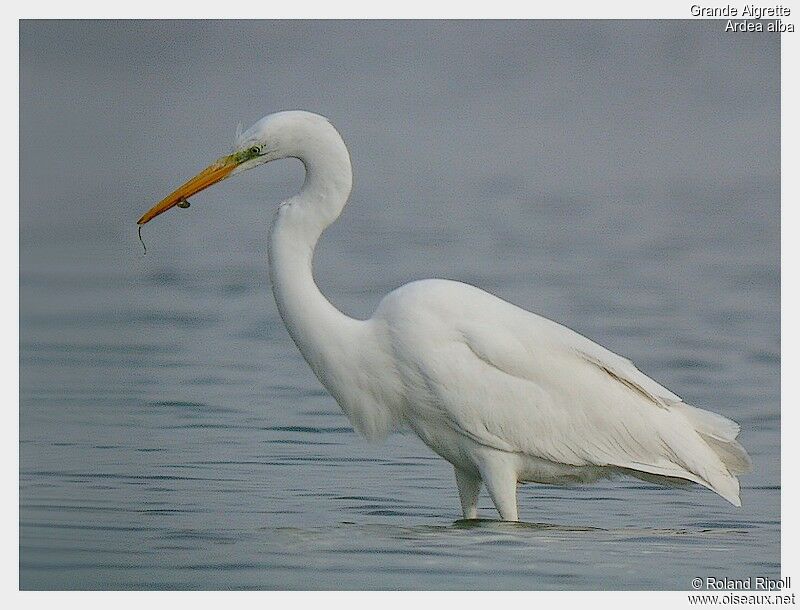 Great Egretadult