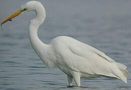 Grande Aigrette