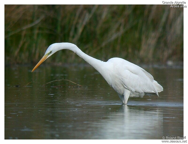 Great Egretadult