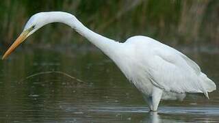 Grande Aigrette