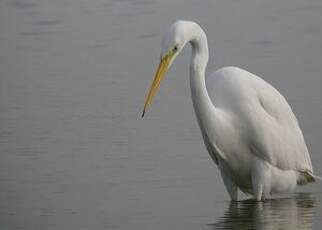 Grande Aigrette