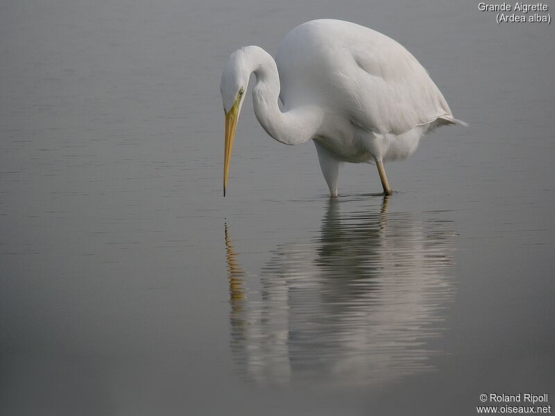 Great Egretadult post breeding