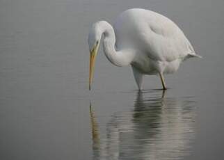 Grande Aigrette