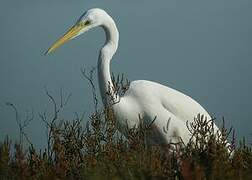 Grande Aigrette