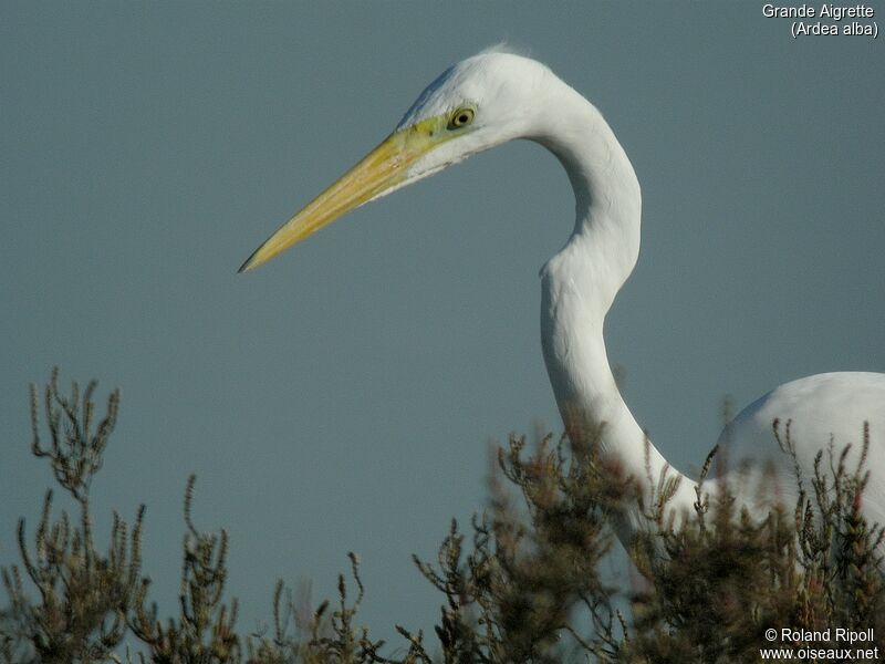 Great Egretadult post breeding