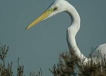 Grande Aigrette