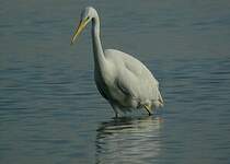 Grande Aigrette