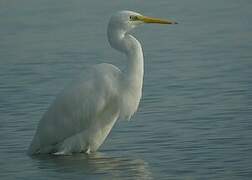 Grande Aigrette