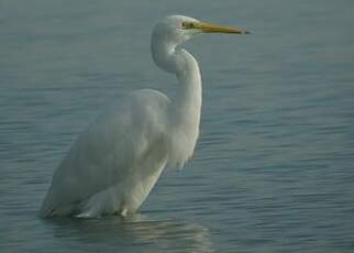 Grande Aigrette