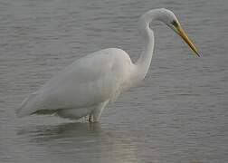 Grande Aigrette