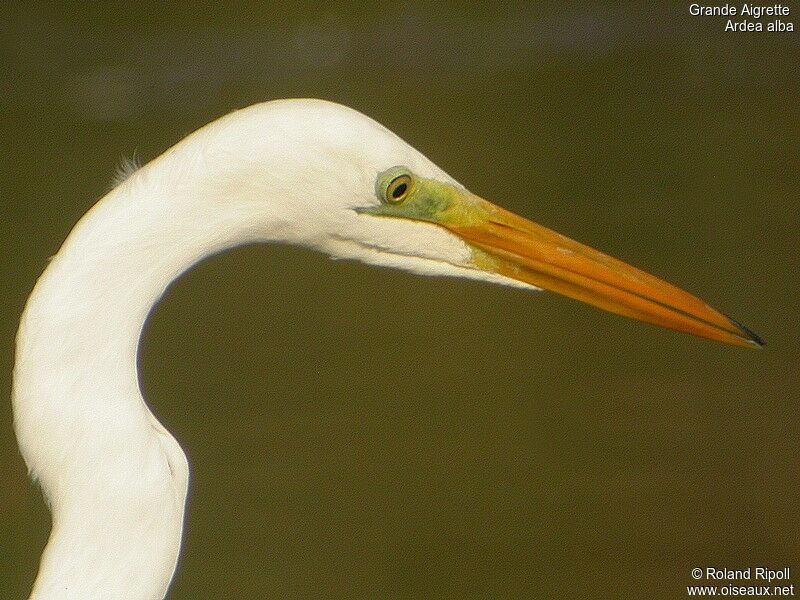 Great Egretadult