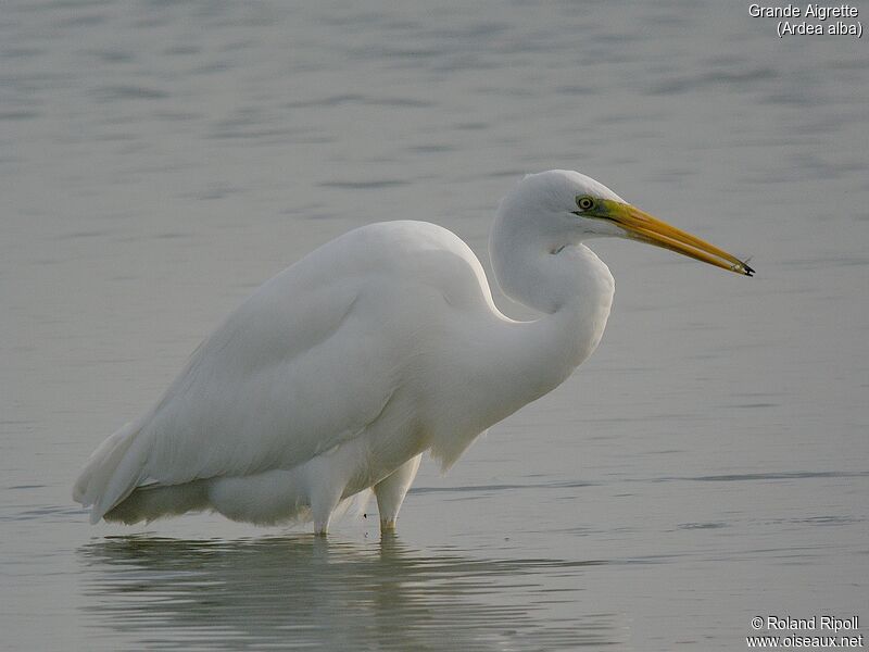 Great Egretadult post breeding