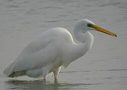 Grande Aigrette