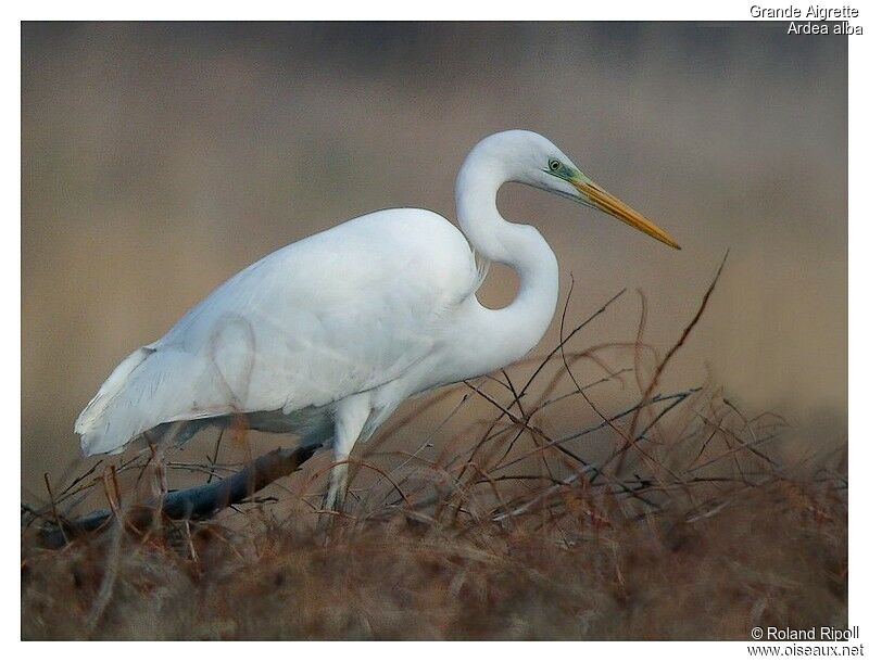 Great Egretadult