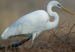 Grande Aigrette