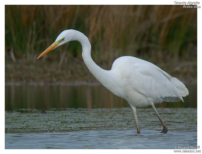 Great Egretadult