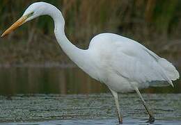 Grande Aigrette