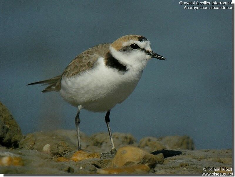 Kentish Plover male adult breeding