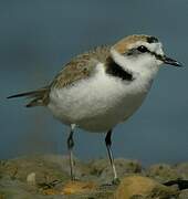 Kentish Plover