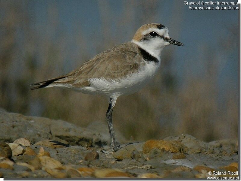 Kentish Plover male adult breeding