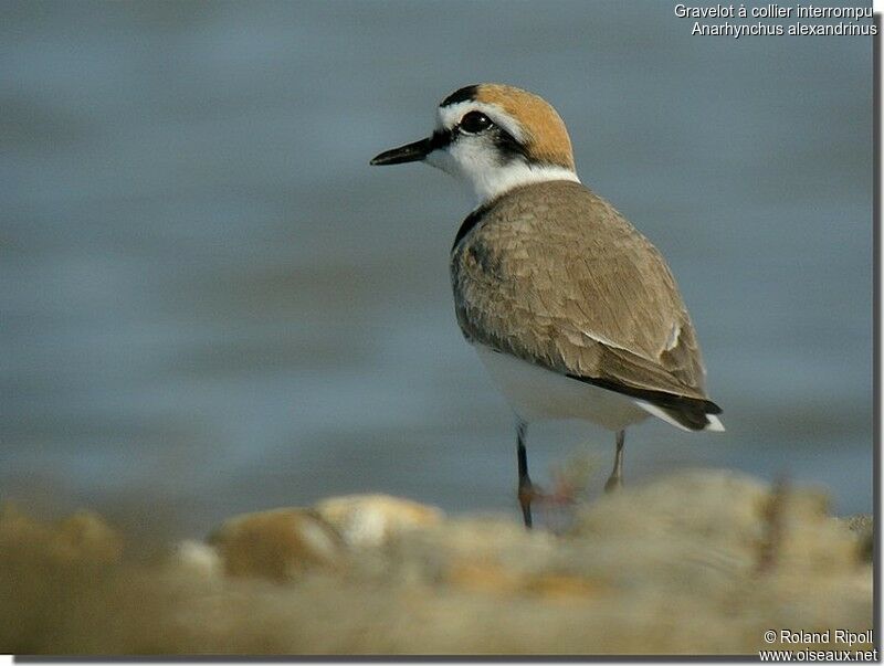 Kentish Plover male adult breeding