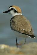 Kentish Plover